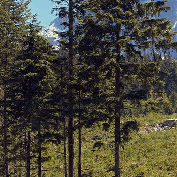 Image banner