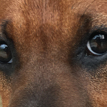 Image banner