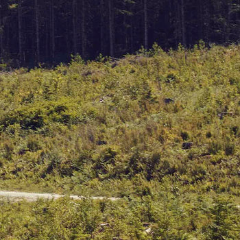 Image banner